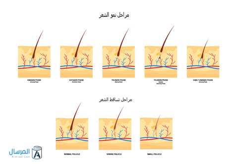 مراحل نمو الشعر بالصور – المرسال