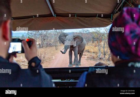 Elephant seen from a safari vehicle in Welgevonden Game Reserve, Limpopo, South Africa, Africa ...