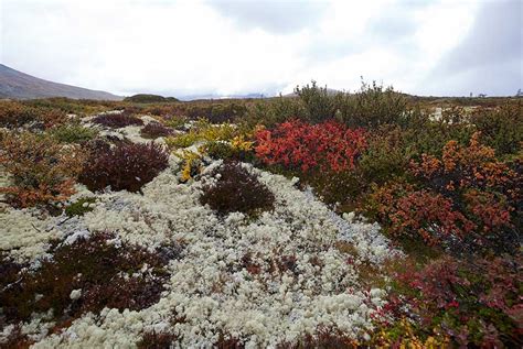 Dovrefjell | Hiking in Norway | Trail Recipes