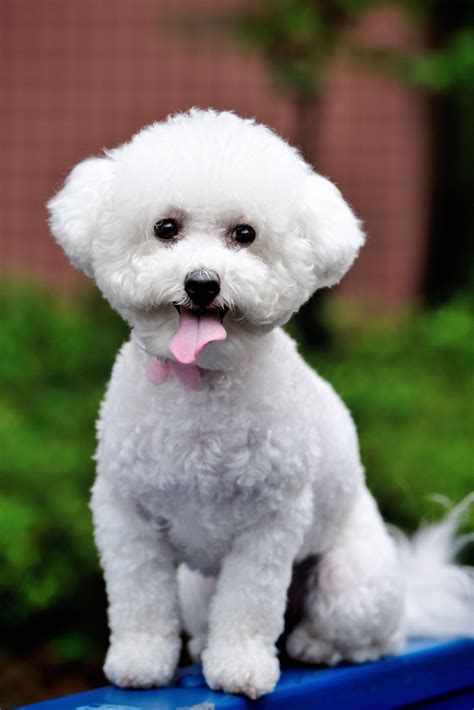 When is a Bichon Frise Full Grown?