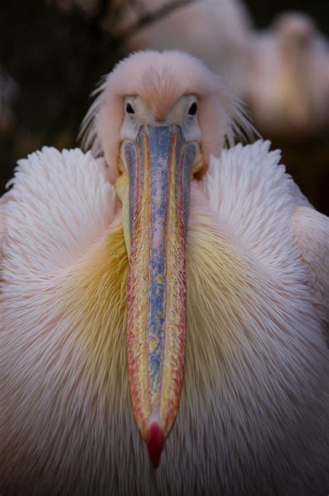 Pelican beak Free Photo Download | FreeImages