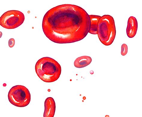 Amy Holliday Illustration : Red Blood Cells // Watercolour Somatic Cells