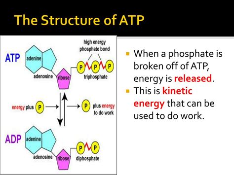 PPT - ATP PowerPoint Presentation, free download - ID:2423329