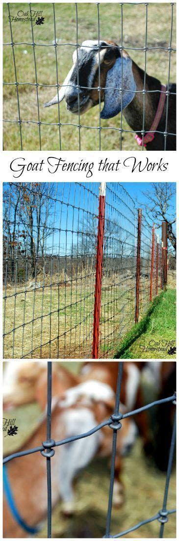 The Best Fencing for Goats | Goat fence, Goats, Types of fences