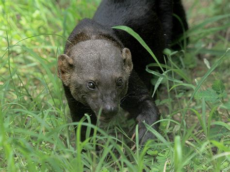 Tayra | Alexandria Zoo