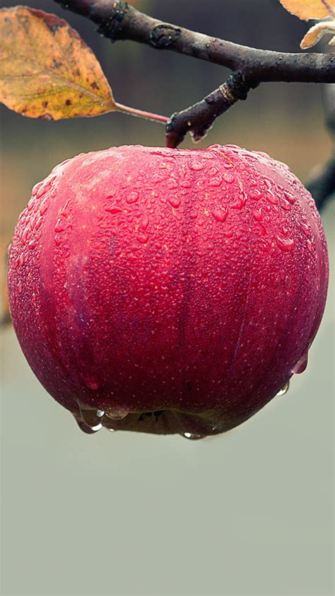 Apple Fruit Wallpaper 4K Phone | Phone Wallpapers