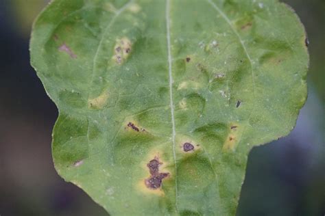 16 Sunflower Pests and Diseases and How To Handle Them