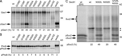 Loss-of-function polar cluster mutations reduce translocation of... | Download Scientific Diagram