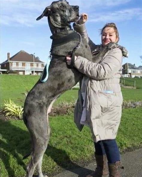 Freddy The World’s Tallest Dog Passes Away At 8 ½ Years Old | Whisker Therapy