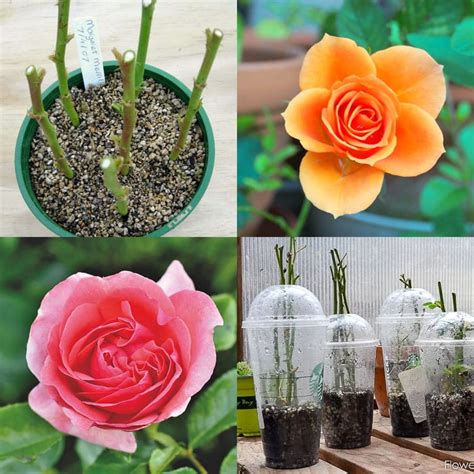 Grow Roses from Cuttings: 2 Best Ways to Propagate! - A Piece Of Rainbow