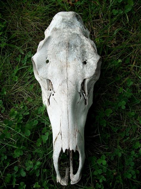 Cow Elk Skull