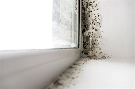 How To Prevent Mold After Water Damage - House I Love