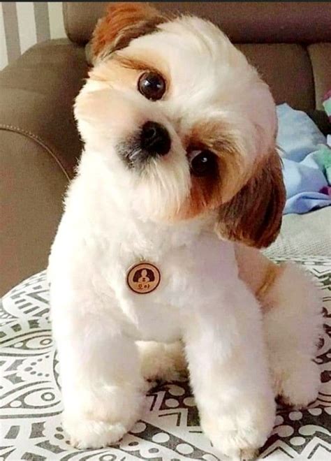 cute shih tzu teddy bear haircut | shih tzu hair styles | shih tzu ...