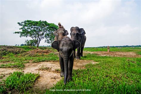 5 Cagar Alam di Indonesia Beserta Flora Fauna yang Dilindungi di ...