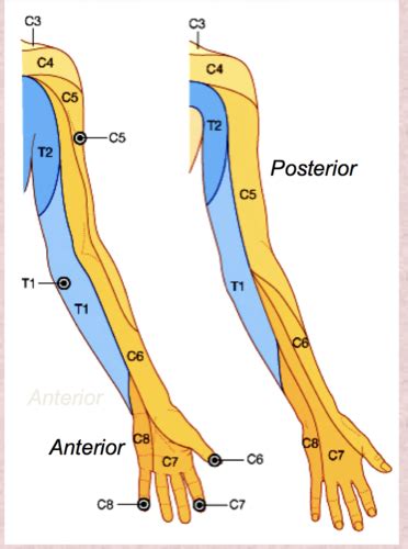 The Axilla, Axilla Artery, and Brachial Plexus Flashcards | Quizlet