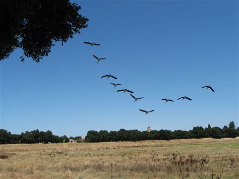 Notes: The Spring Geese Are Flying North