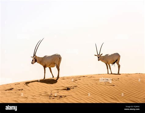 Arabian oryx. Arabian Desert. Al Maha Conservation Reserve. Dubai. United Arab Emirates Stock ...