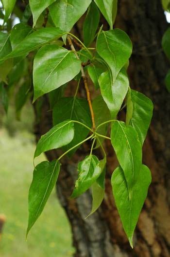 Black Cottonwood (Populous trichocarpa)