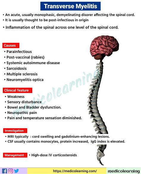 Transverse Myelitis – MedicoLearning