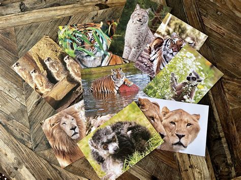 Wildheart Animal Postcards - Wildheart Animal Sanctuary, Isle of Wight