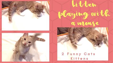 Kitten playing with mouse - YouTube