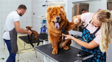 Pet Grooming Training for Your Workforce | Penn Foster