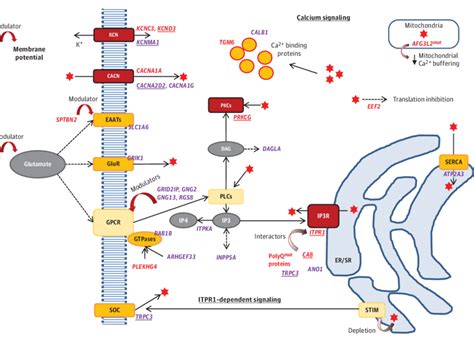 Proposed Molecular Mechanisms Contributing to Intracellular Calcium ...