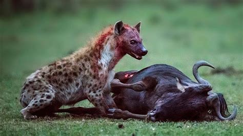 Top 5 Brutal Hyenas eating Young Preys Alive - YouTube