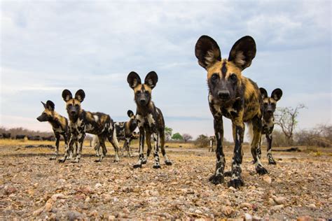 Perked Up: African Wild Dogs | Magazine Articles | WWF