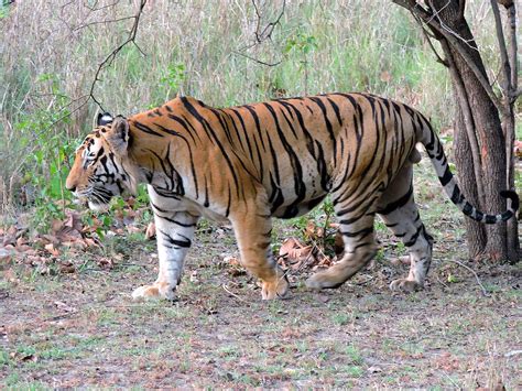 Solid male Bengal tiger with huge paws in Kanha National Park. : r/AbsoluteUnits