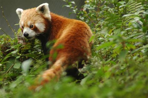 Wildlife Sanctuaries and National Parks in Sikkim | Red panda, Wildlife sanctuary, Wildlife