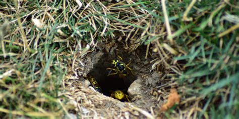 What Makes Yellow Jacket Nest Removal Different from Removal of Other ...