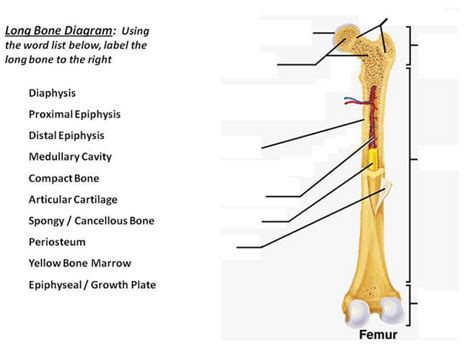 Long Bone Labeled Epiphysis - Fracture Education Anatomic Differences Child Vs Adult - Humerus ...