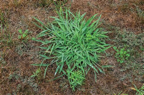 What is crabgrass and how to deal with it? - Yard Smart