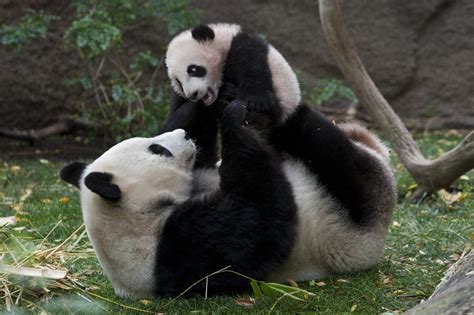 Reproduction - Giant panda