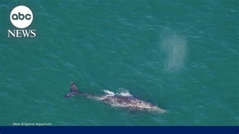 Gray whale spotted off New England coast - YouTube