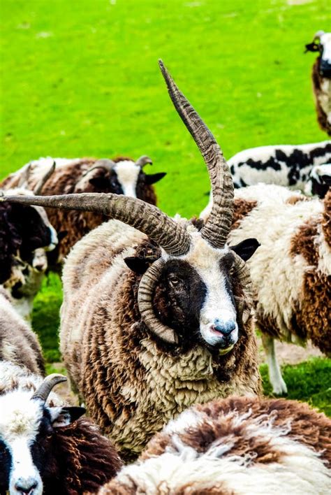 Black and White Jacob Sheep in a Farm Field UK Stock Photo - Image of ...