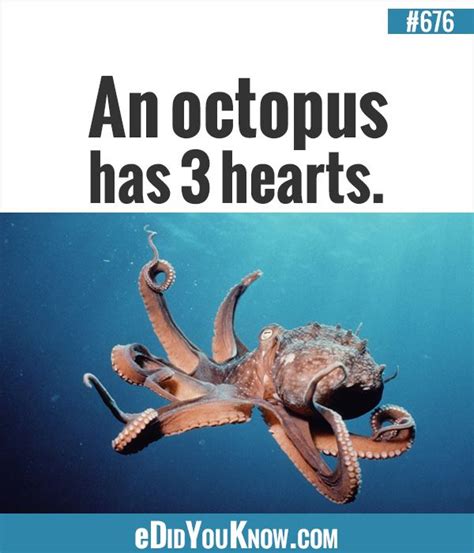 An octopus has 3 hearts. More: eDidYouKnow.com