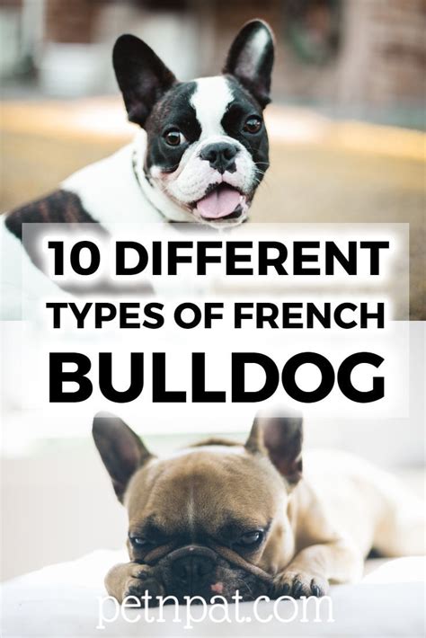 10 Different Types Of French Bulldogs: Frenchie Breeds For Families French Bulldog Breed, Cute ...