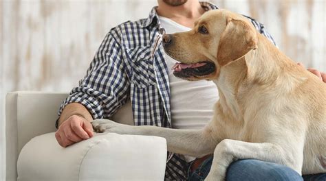 understanding your dog needy - Kohepets Blog