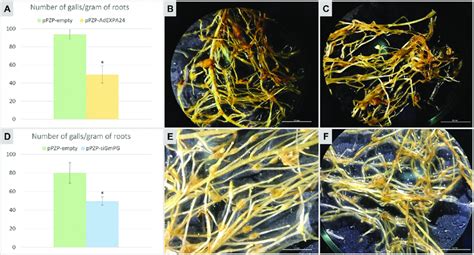 Meloidogyne incognita infection assessment in hairy roots... | Download Scientific Diagram