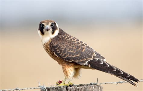 Australian Hobby | BIRDS in BACKYARDS