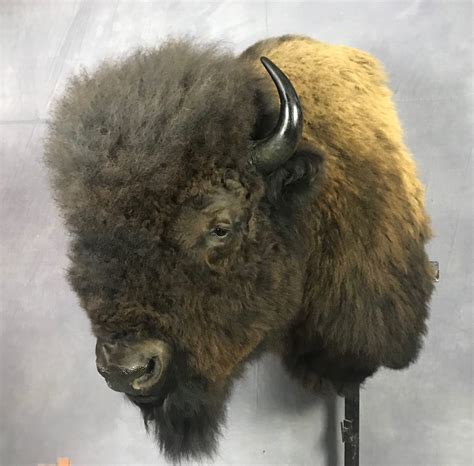 Mounted Bison Head