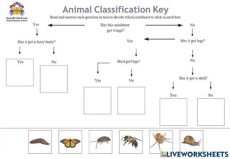 Dichotomous Key activity | Live Worksheets - Worksheets Library