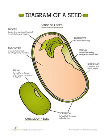 Parts of a Seed | Worksheet | Education.com | Plant science ...