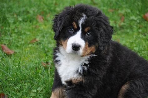 Best Swiss Names for a Bernese Mountain Dog | PetHelpful