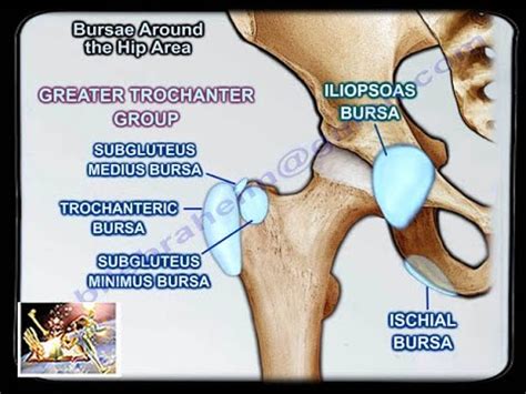 Bursae Around The Hip Area - Everything You Need To Know - Dr. Nabil Ebraheim - YouTube