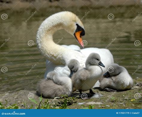 Baby swan stock image. Image of swan, wildlife, white - 17051779