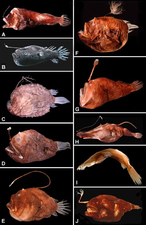 Anglerfish: Characteristics, Unusual Mating and Japanese Food | Sea Life, Islands and Oceania ...