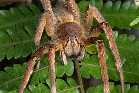 Brazilian Wandering Spiders: Bites & Other Facts